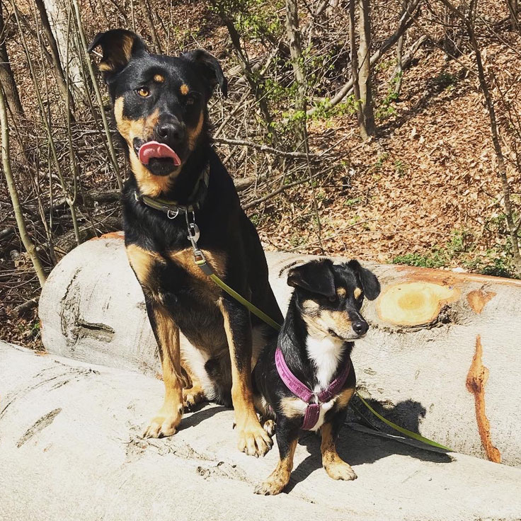 Therapiebegleithunde Charly und Lotte