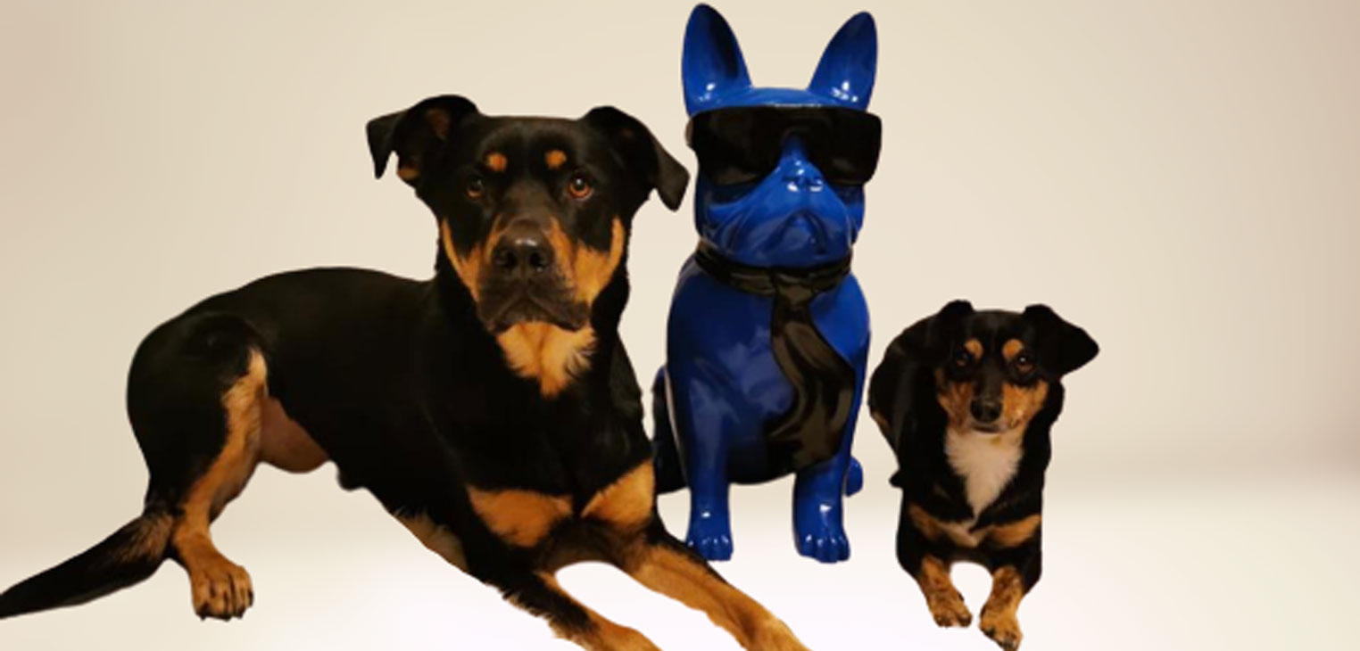Charly und Lotte Therapiebegleithunde – Hundegestütztes Training