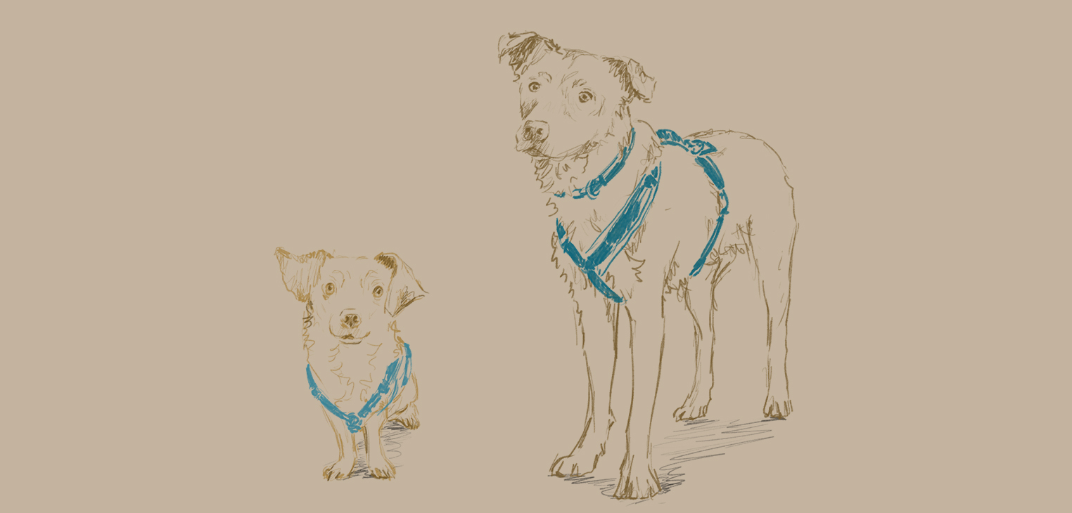 Charly_Lotte_Hundetraining_Salzburg_Tanja_Gratzer_Barbara_Baumann_Sketch_2025