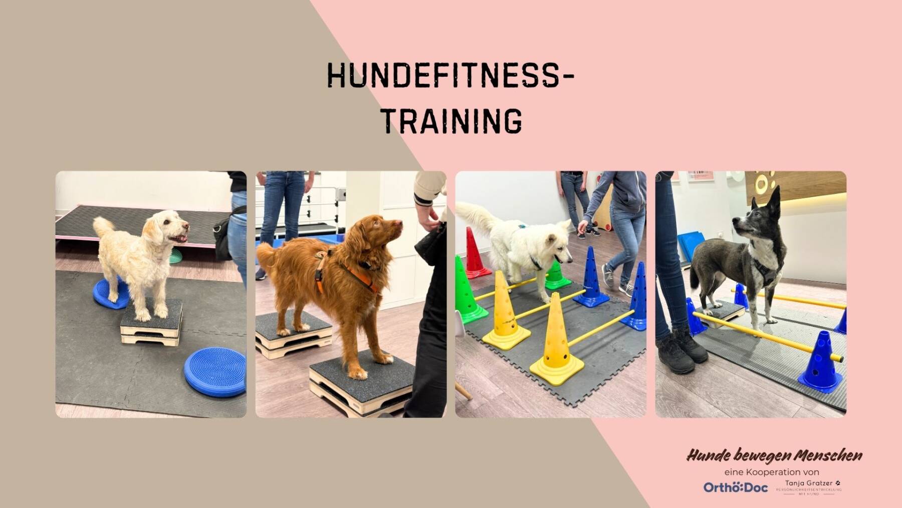 Hundefitnesstraining – Hunde bewegen Menschen