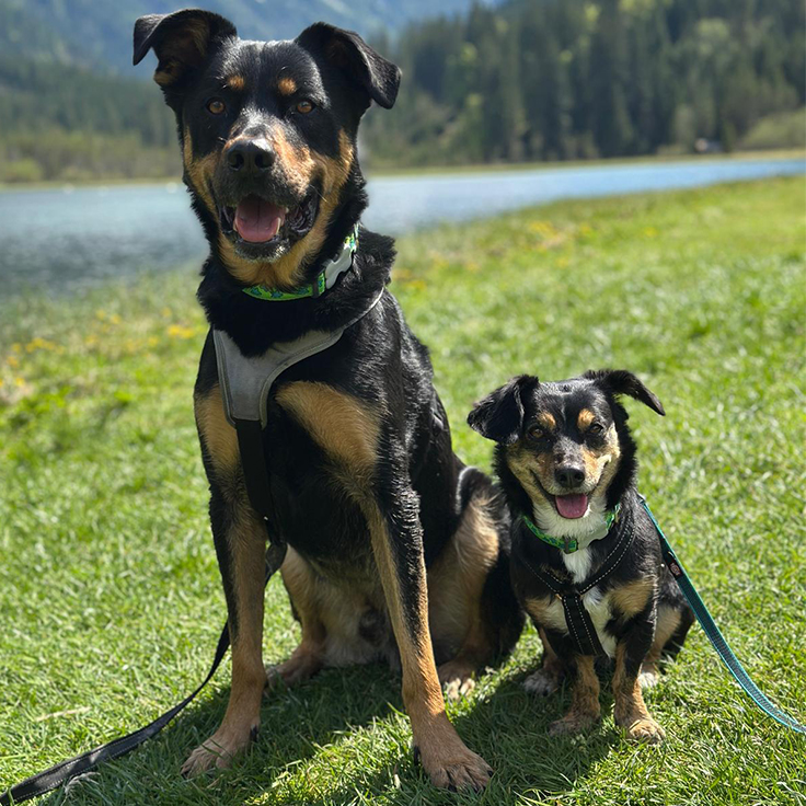 Charly_und_Lotte_staatlich_zertifizierte_Therapiebegleithunde_Salzburg