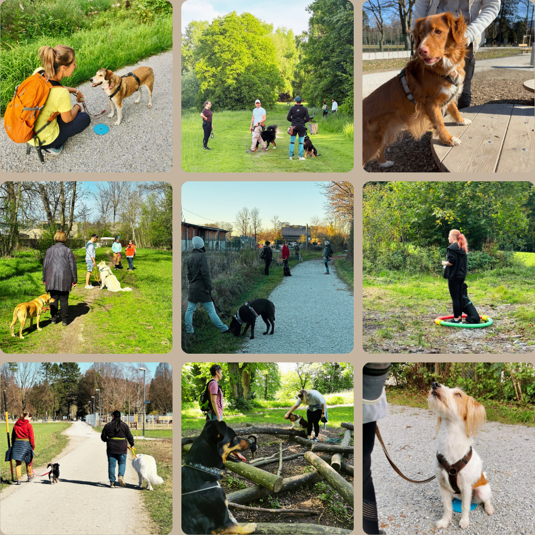 Walk and Dog Hundetraining Salzburg Tanja Gratzer mehr als ein Social Walk