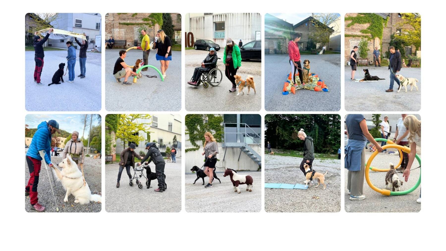 Alltagstraining Gruppentraining Mensch und Hund Salzburg